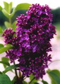 یاس خوشه ای